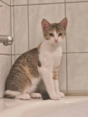 Bkh mix katze