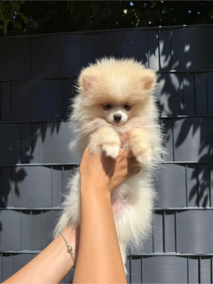 Reinrassige Pomeranian Zwergspitz Welpen