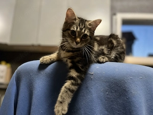 Ausdrucksstarker kleiner Kater im BKH-Typ   neugierig, verspielt und besonders