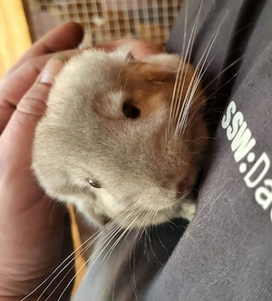 Chinchilla-Böckchen (10 Wochen) in liebevolle Hände abzugeben