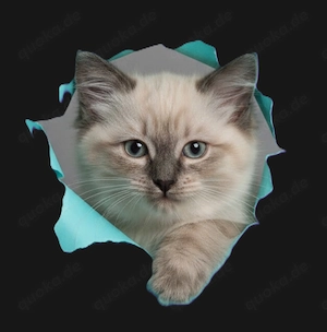 Traumhafte reinrassige Ragdolls Kitten auf der suche nach Menschen mit Herz