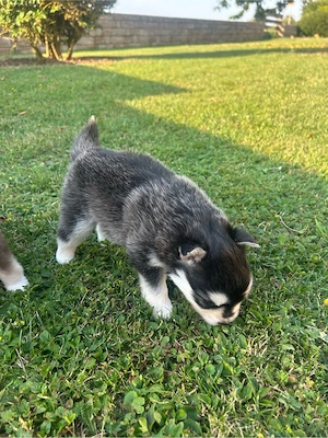 pomsky welpen zu verkaufen 