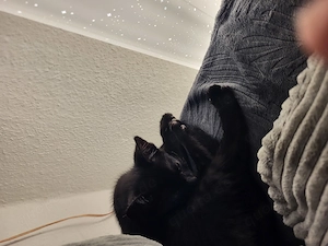 Verkaufe lieben Kater