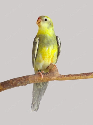 Singsittiche