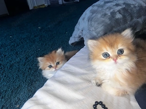 Britisch Langhaar (BLH) Kitten   2 Weibchen   Golden Shaded   Abgabebereit