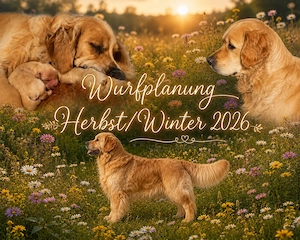 Wurfplanung wesensfester, typvoller Golden Retriever Welpen 