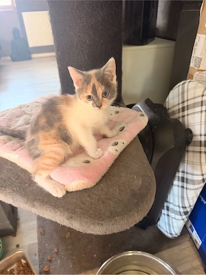 Wunderschöne BKH Kitten 