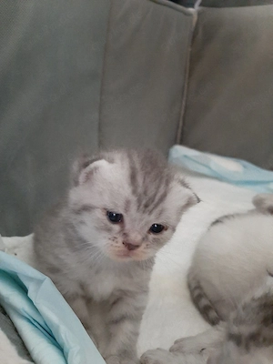 BKH-Kitten British Kurzhaar Silver-, black-taby suchen ab September ein liebevolles Zuhause   