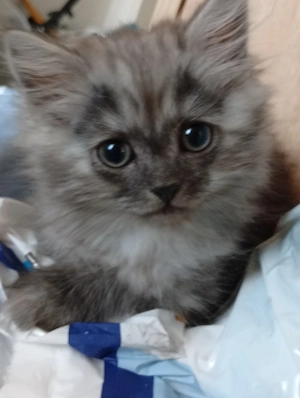 Maincoon ,BKH Mix Kitten 