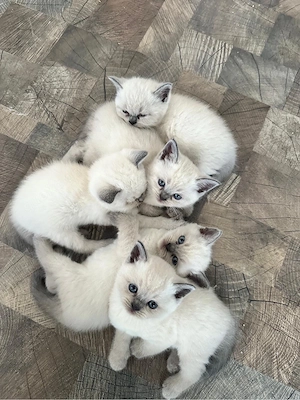 2 BKH Kater sind noch auf der Suche nach neuen Dosenöffnern