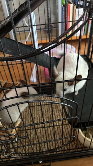Zwei ChinChilla Böckchen weiß 