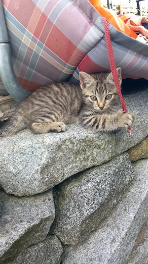 Katzenbaby männlich 