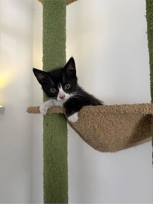baby katzen zu verkaufen 