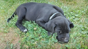 Wunderschöne Schwarze Doggen Welpen