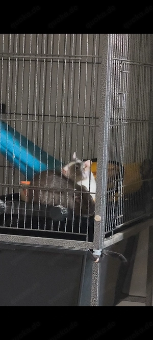 2 Degus abzugeben