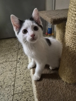 Europäisch langhaar mix kitten 