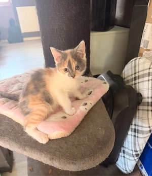 Wunderschöne BKH Kitten 