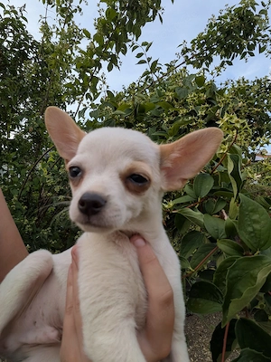  12 wochen alter Chihuahua männlich