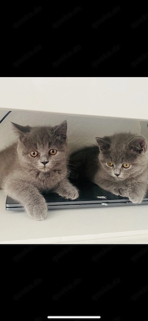 2 BKH katzen suchen ein zuhause 