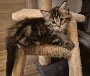 Hübsches Maine Coon Tabby Mädchen