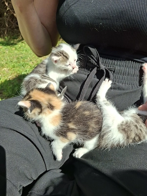 Wunderschöne Babykatzen suchen ihr für immer Zuhause
