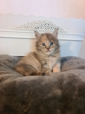 Typvolle maine coon Kitten mit Stammbaum 