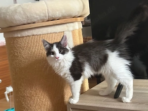 Maine Coon Weibchen 