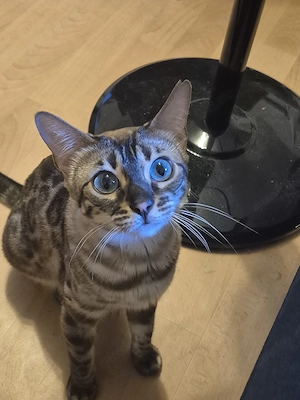 zwei reinrassige Bengalkatzen 