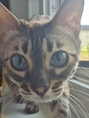 Bengalkatzen 