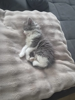 Perser-Siam Mädchen sucht neues Zuhause 