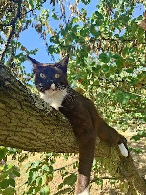 Bitte genau lesen. Kater abzugeben. Dringend 