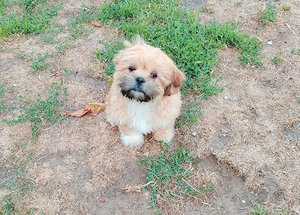 Shih tzu Chihuahua Rüde 