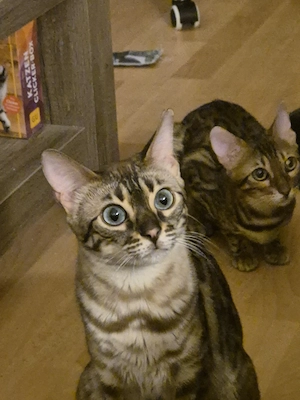 Bengalkatzen 