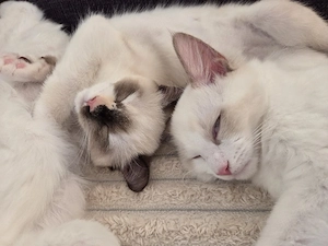 Abgabebereit Siam Ragdoll Kitten 