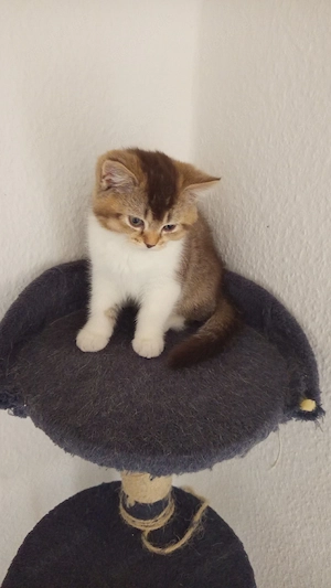 2 schöne Kätzchen suchzein zur Hause 