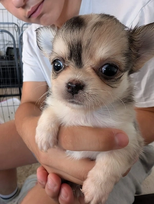Chihuahua Welpe 