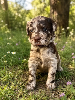 Leopard Labradoodle F1 Welpen abzugeben