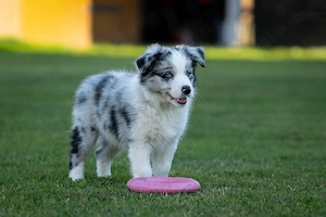 Border Collie FCI VDH Rude 2 verschiedene Augenfarben