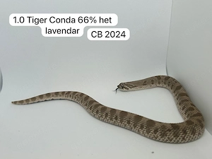 Heterodon nasicus, Hakennasennatter CB 2024