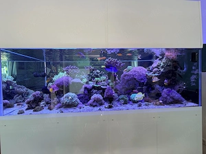 XXL Meerwasseraquarium