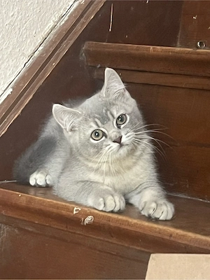 Noch 3 kleine reinrassige  BKH suchen ihr zu hause 