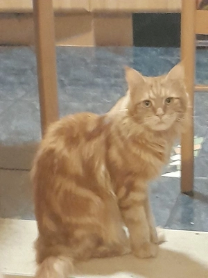 Reinrassige Maine Coon Dame (3 Jahre, mit Stammbaum) sucht erfahrenen Deckkater