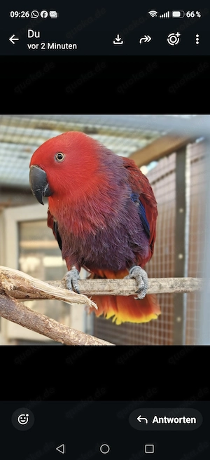 Bildschöne Halmahera   Ceran Edelpapagei Henne 