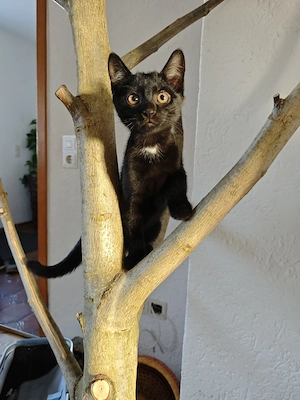 Russisch Blau Mix kitten 