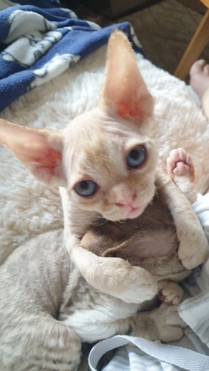 Süße Devon Rex Kitten vom Züchter 