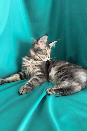 Ein süßes, 3 Monate altes Maine-Coon-Kätzchen sucht ein liebevolles Zuhause für immer.   