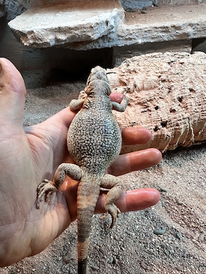 Sauromalus Ater Pärchen 