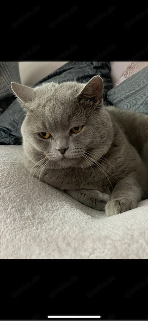 Liebevolles Zuhause für unsere BKH-Katze gesucht