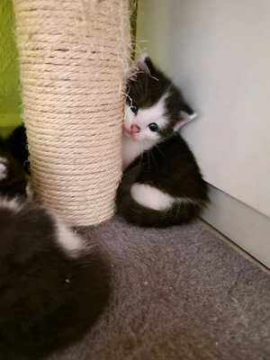5 Katzenbabys