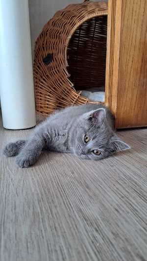 Bkh britisch kurzhaar blau kitten